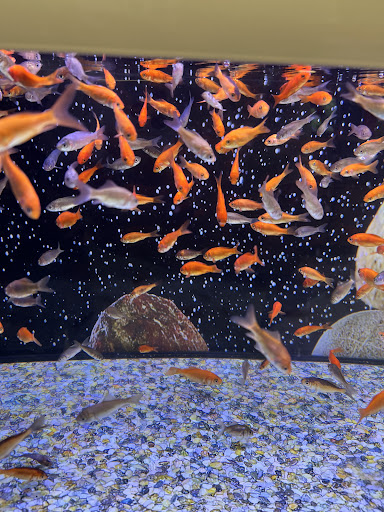 Pet Supply Store «Petco Animal Supplies», reviews and photos, 2722 N Josey Ln #107, Carrollton, TX 75007, USA