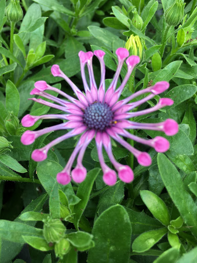 Hardware Store «McGuckin Hardware», reviews and photos, 2525 Arapahoe Ave, Boulder, CO 80302, USA