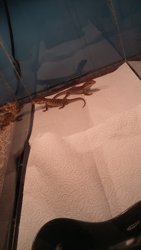 Pet Store «Liberty Agway Pet Center», reviews and photos, 11 Bon Jovi Ln, Liberty, NY 12754, USA