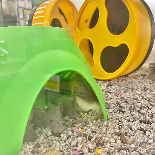 Pet Store «B & B Pet Stop, Inc.», reviews and photos, 5035 Cottage Hill Rd, Mobile, AL 36609, USA