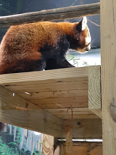 Zoo «Good Zoo & Benedum Theater», reviews and photos, 465 Lodge Dr, Wheeling, WV 26003, USA