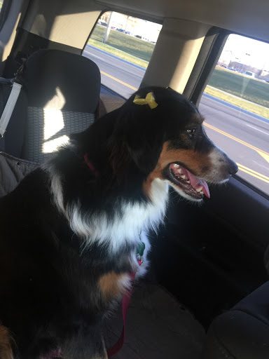 Pet Supply Store «Petco Animal Supplies», reviews and photos, 35860 Chester Rd, Avon, OH 44011, USA