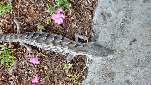 Park «Furman Park», reviews and photos, 10419 Rives Ave, Downey, CA 90241, USA