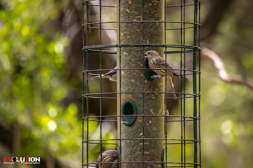 Nature Preserve «Warbler Woods», reviews and photos, 19349 Old Wiederstein Rd, Cibolo, TX 78108, USA