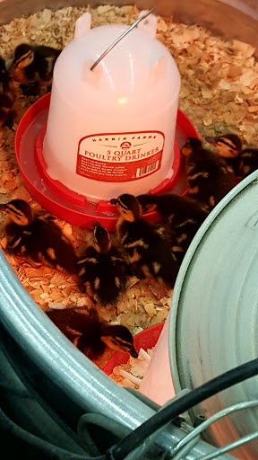 Home Improvement Store «Tractor Supply Co.», reviews and photos, 16907 E Hwy 13, Prior Lake, MN 55372, USA