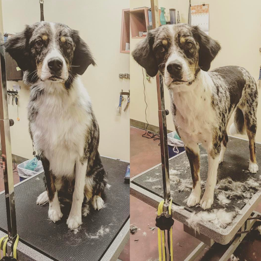 Pet Store «Healthy Pets Mountain West», reviews and photos, 2352 Fort Union Blvd, Cottonwood Heights, UT 84121, USA