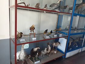 Museo Antropológico De La Cultura Andina
