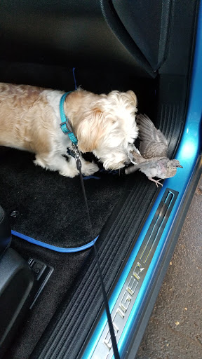 Pet Supply Store «PetSmart», reviews and photos, 4151 Turtle Creek Dr, Coral Springs, FL 33067, USA