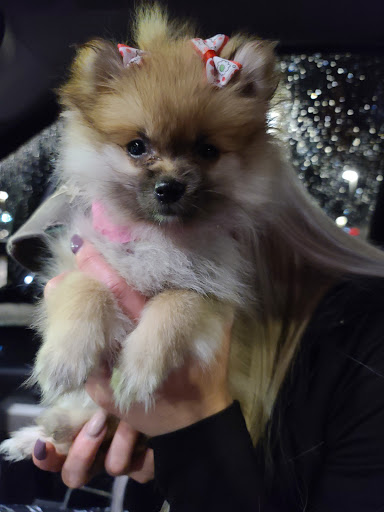 Pet Supply Store «Petco Animal Supplies», reviews and photos, 7907 State Highway N, Dardenne Prairie, MO 63368, USA