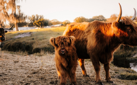 Cow Creek Farm image