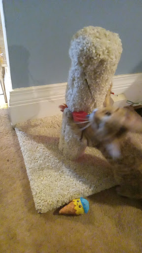 Pet Supply Store «Petco Animal Supplies», reviews and photos, 1052 Williams Reserve Blvd, Wadsworth, OH 44281, USA