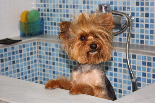 Centro Veterinario Nueva Pescadería en Huelva