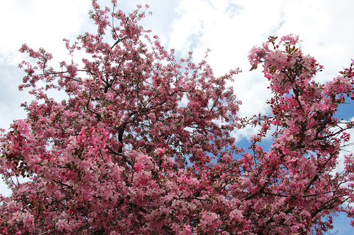 Public Golf Course «Wellshire Golf Course», reviews and photos, 3333 S Colorado Blvd, Denver, CO 80222, USA