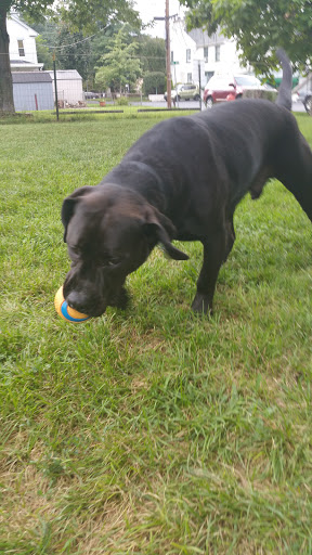 Pet Store «Abrams and Weakley General Store for Animals», reviews and photos, 3963 N 6th St, Harrisburg, PA 17110, USA
