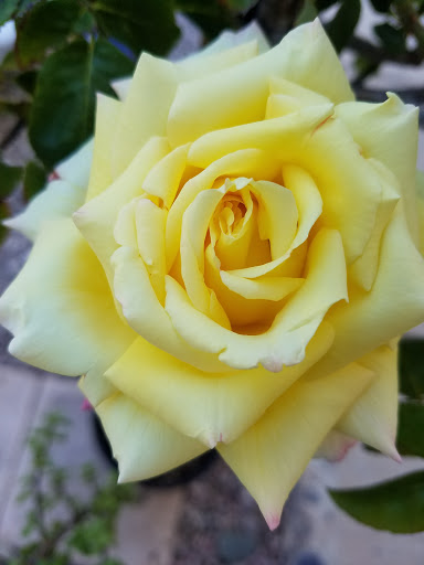 Golf Course «The Club at Sunrise», reviews and photos, 5483 Club House Dr, Las Vegas, NV 89142, USA