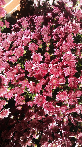 Grocery Store «Winn-Dixie», reviews and photos, 10 McFarland Blvd, Northport, AL 35476, USA