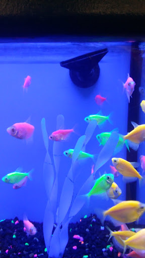 Pet Supply Store «Petco Animal Supplies», reviews and photos, 1425 N Montebello Blvd, Montebello, CA 90640, USA