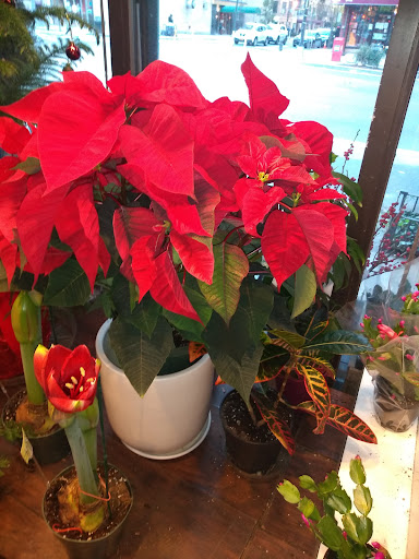 Florist «Sunshine Florist Inc.», reviews and photos, 946 1st Avenue, New York, NY 10022, USA