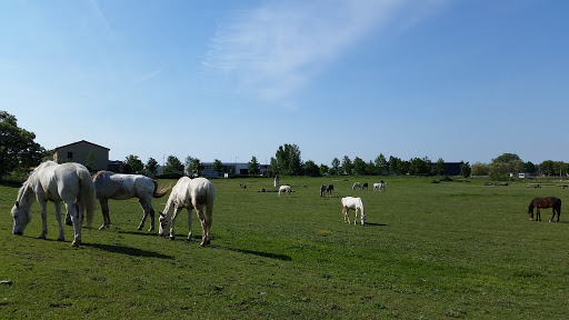 Horse riding courses Toulouse