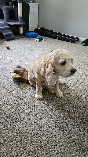 Kathy's Pampered Paws