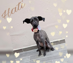 EL JARDINCITO, Estética Canina photo