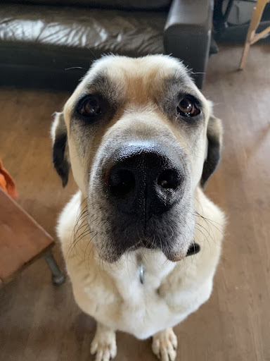 Annerose Penz Tierarztpraxis unter Wiehl, Nordrhein-Westfalen