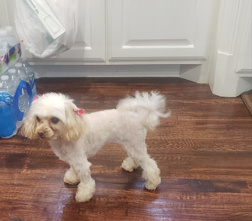 Pet Store «Oak Clips Pet Boutique & Grooming», reviews and photos, 502 N Edgefield Ave, Dallas, TX 75208, USA