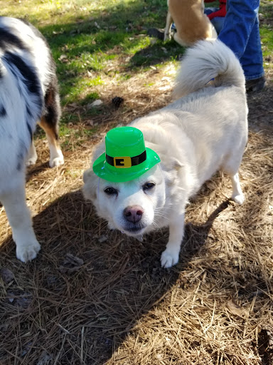 Horseback Riding Service «Long C Trails», reviews and photos, 8959 Hanes Rd, Westmoreland, TN 37186, USA