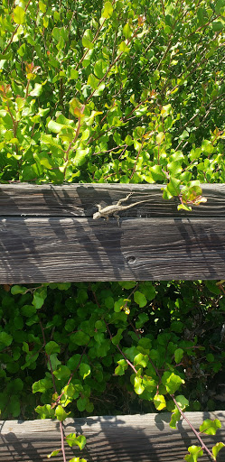 Nature Preserve «Newport Bay Conservancy», reviews and photos, 2301 University Dr, Newport Beach, CA 92660, USA