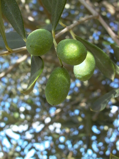 Kinglake Olive Grove