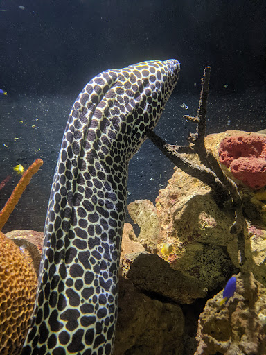 Aquarium «Belle Isle Aquarium», reviews and photos, 900 Inselruhe Ave, Detroit, MI 48207, USA