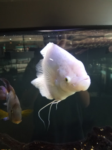 Tropical Fish Store «Optimum Aquarium», reviews and photos, 840 Ernest W Barrett Pkwy NW #700, Kennesaw, GA 30144, USA