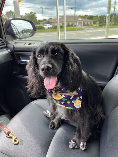 Pet Supply Store «EarthWise Pet Supply & Grooming», reviews and photos, 245 Fries Mill Rd, Blackwood, NJ 08012, USA