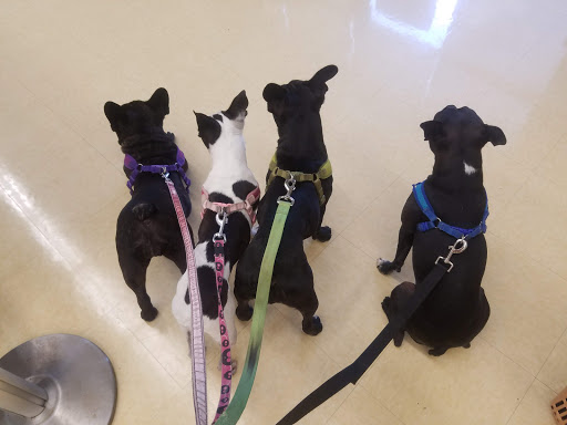 Pet Supply Store «Petco Animal Supplies», reviews and photos, 420 Harry L Dr #2, Johnson City, NY 13790, USA