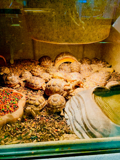Pet Store «Exotic Pets», reviews and photos, 2410 N Decatur Blvd #160, Las Vegas, NV 89108, USA