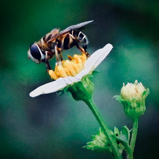 Park «Alafia River State Park», reviews and photos, 14326 S County Rd 39, Lithia, FL 33547, USA