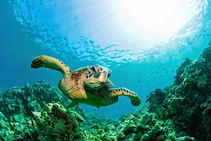 Alpha Diving Martinique image
