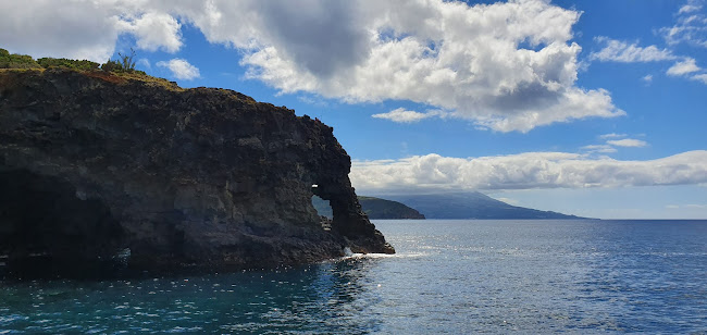 Naturalist - Science & Tourism. Whale Watching - Agência de viagens