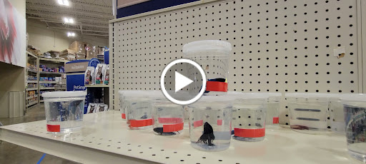 Pet Supply Store «PetSmart», reviews and photos, 13337 Worth Ave, Woodbridge, VA 22192, USA