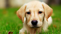 Natural Pet Outlet - Photo 6 - Car repair in Bridgeport, CT, Bridgeport