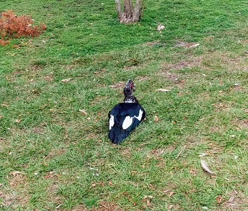 Park «Henry J. Klutho Park», reviews and photos, 204 W 3rd St, Jacksonville, FL 32206, USA