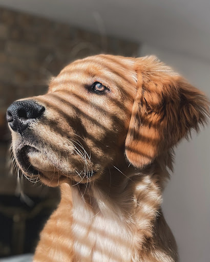 Eagle Animal Hospital and Pet Resort at Tiffany Springs