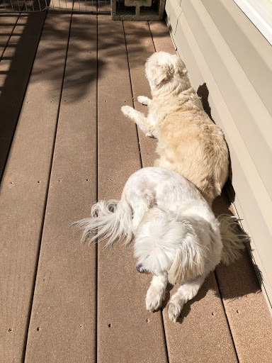 Prince Frederick Animal Hospital veterinary clinic