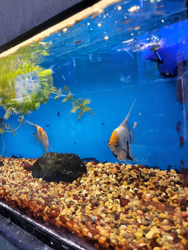 Pet Store «Coral Reef Pet Center», reviews and photos, 7723 W Lawrence Ave, Norridge, IL 60706, USA