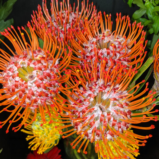 Florist «Sunnywoods Florist», reviews and photos, 251 Main Street, Chatham, NJ 07928, USA