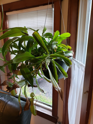 Florist «Nunan Florist & Greenhouses», reviews and photos, 269 Central St, Georgetown, MA 01833, USA