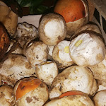 Photo n°4 de l'avis de Liliana.u fait le 24/09/2022 à 14:57 sur le  Trattoria Ferri à Canepina