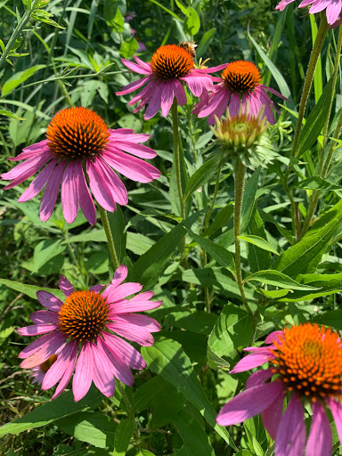 Nature Preserve «Raceway Woods Forest Preserve», reviews and photos, State Rte 31, Carpentersville, IL 60110, USA