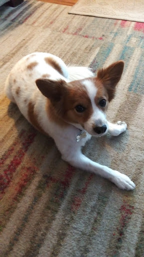 Pet Supply Store «PetSmart», reviews and photos, 7574 Voice of America Centre Dr, West Chester Township, OH 45069, USA