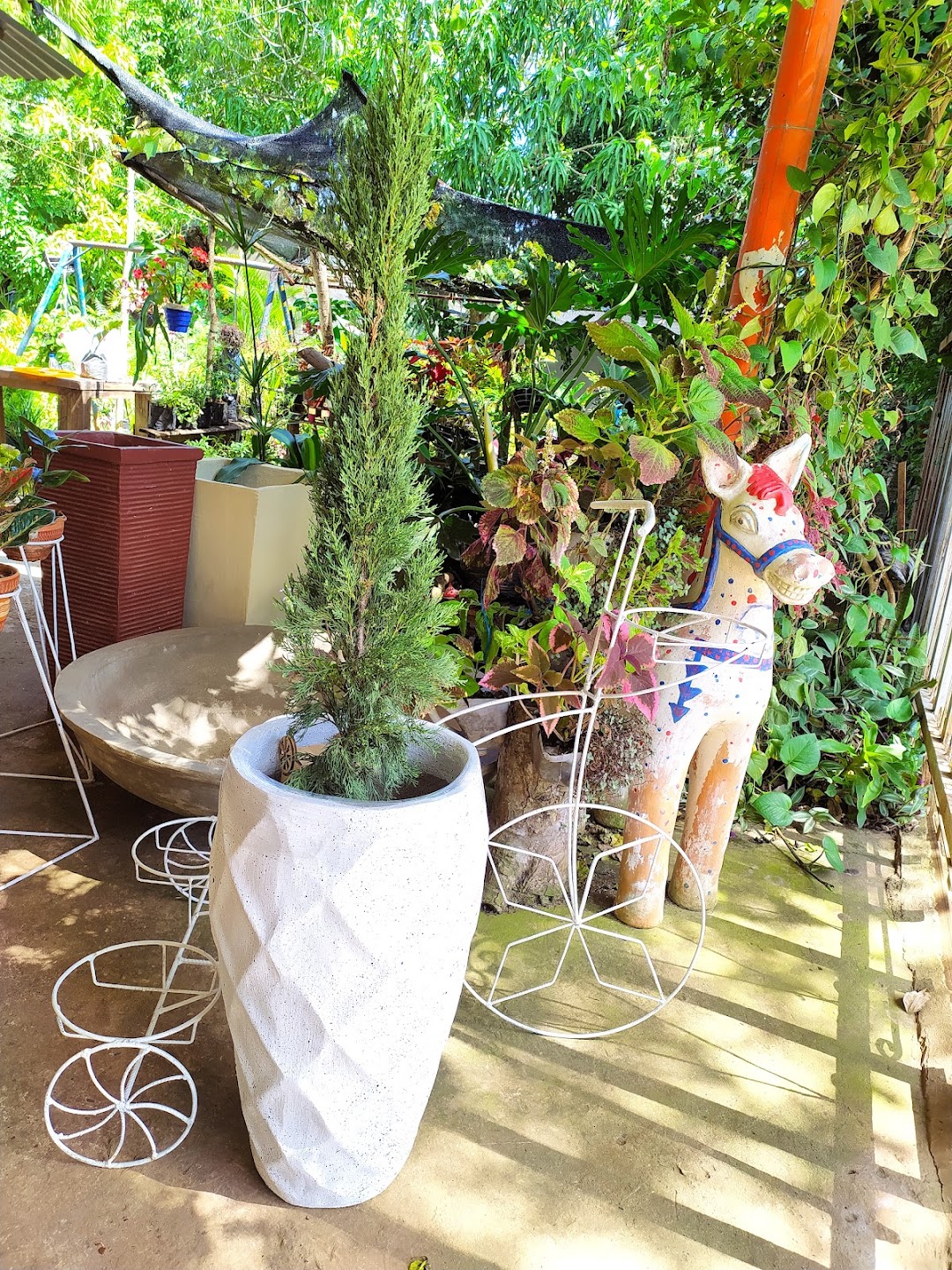 Vivero la juniorista